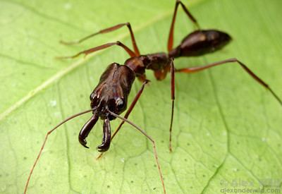 Odontomachus bauri TrapJaw Ants Alex Wild Photography