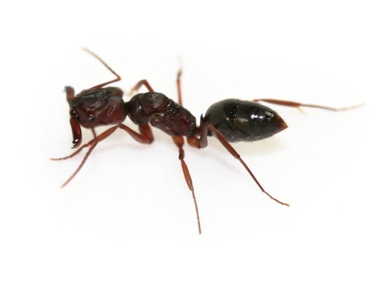 Odontomachus brunneus ANTSTORE Ameisenshop Ameisen kaufen Odontomachus brunneus