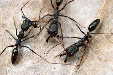 Odontomachus Odontomachus Amazing Mandibles