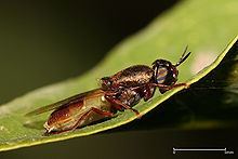 Odontomyia Odontomyia Wikipedia