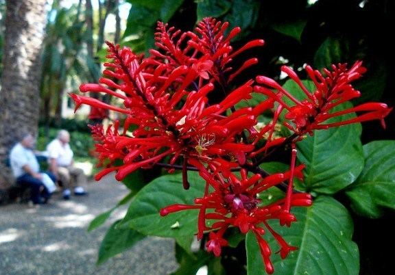 Odontonema Tropical Flowering Shrub Odontonema strictum Firespike