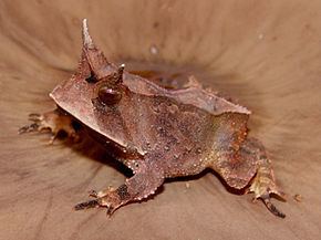 Odontophrynidae httpsuploadwikimediaorgwikipediacommonsthu