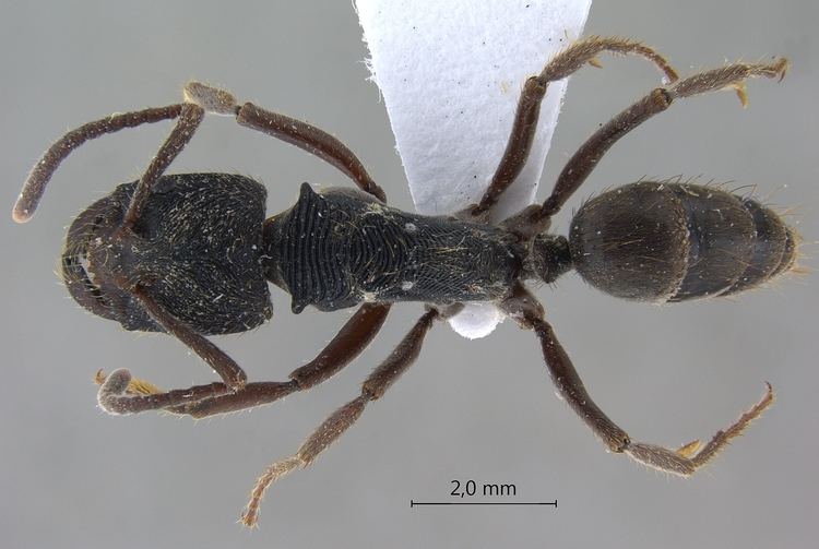 Odontoponera A taxonomic Ant Picturebase of Asia and Europe