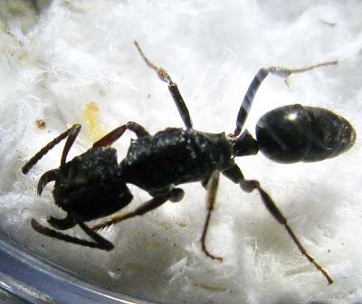 Odontoponera Photos and Info on Ants and Termites of Malaysia Odontoponera