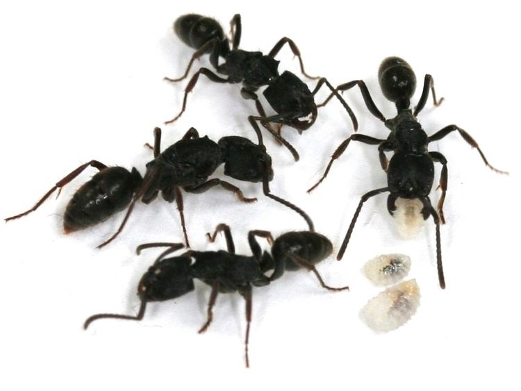 Odontoponera ANTSTORE Ameisenshop Ameisen kaufen Odontoponera transversa