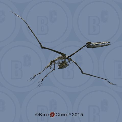 Odontopteryx Articulated Odontopteryx gigas Skeleton Bone Clones Inc