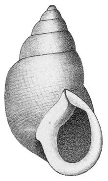 Odontostomidae httpsuploadwikimediaorgwikipediacommonsthu