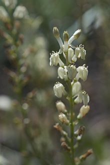 Odontostomum httpsuploadwikimediaorgwikipediacommonsthu