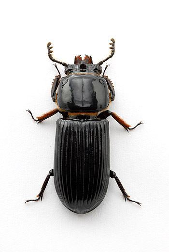 Odontotaenius disjunctus Friday Beetle Blogging The Horned Passalus Myrmecos Blog