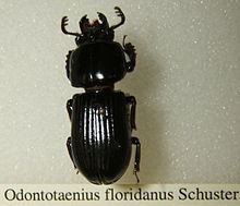 Odontotaenius floridanus httpsuploadwikimediaorgwikipediacommonsthu
