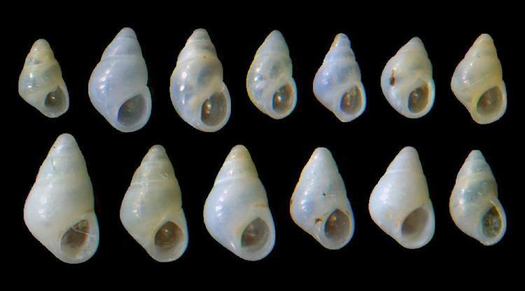 Odostomia AnimalBase Odostomia scalaris picture homepage