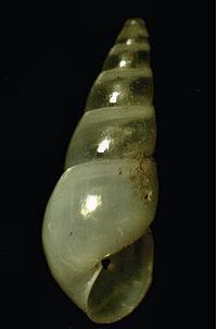 Odostomia httpsuploadwikimediaorgwikipediacommonsthu