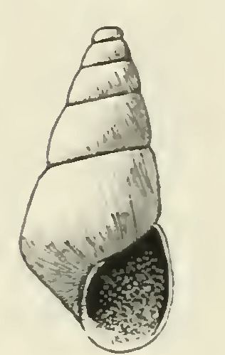 Odostomia barkleyensis