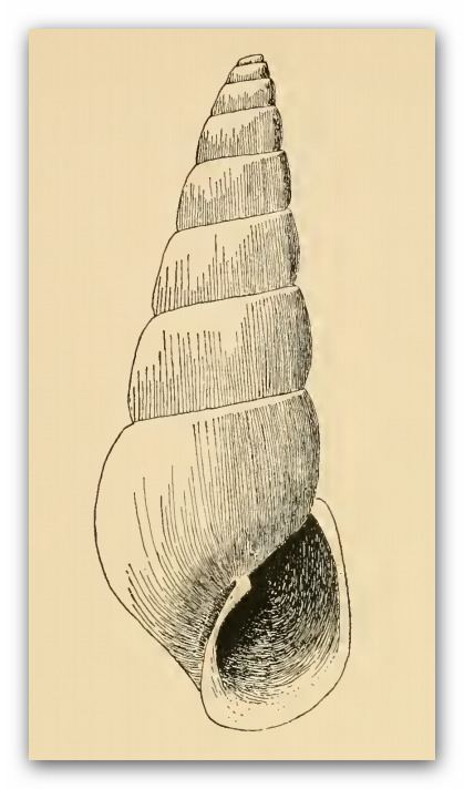 Odostomia desimana