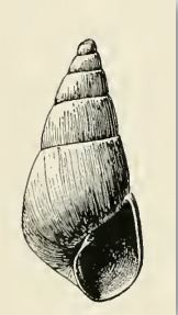 Odostomia gravida