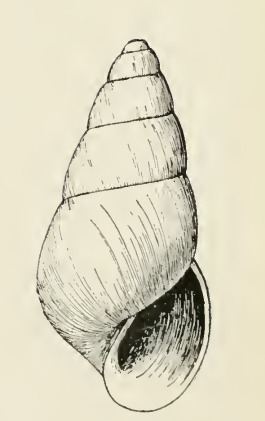 Odostomia kadiakensis