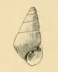 Odostomia mauritiana