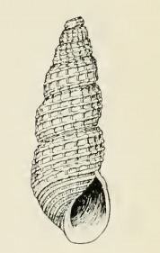 Odostomia oregonensis