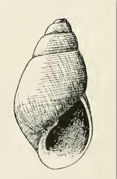 Odostomia phanella
