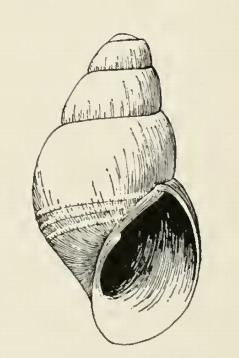 Odostomia septentrionalis