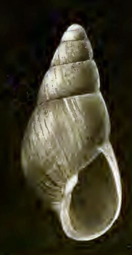 Odostomia sitkaensis