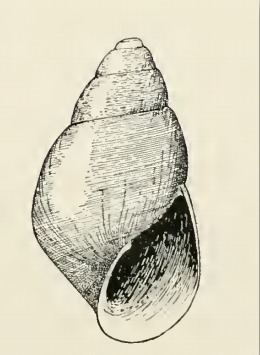 Odostomia tacomaensis