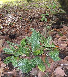 Oeceoclades maculata httpsuploadwikimediaorgwikipediacommonsthu