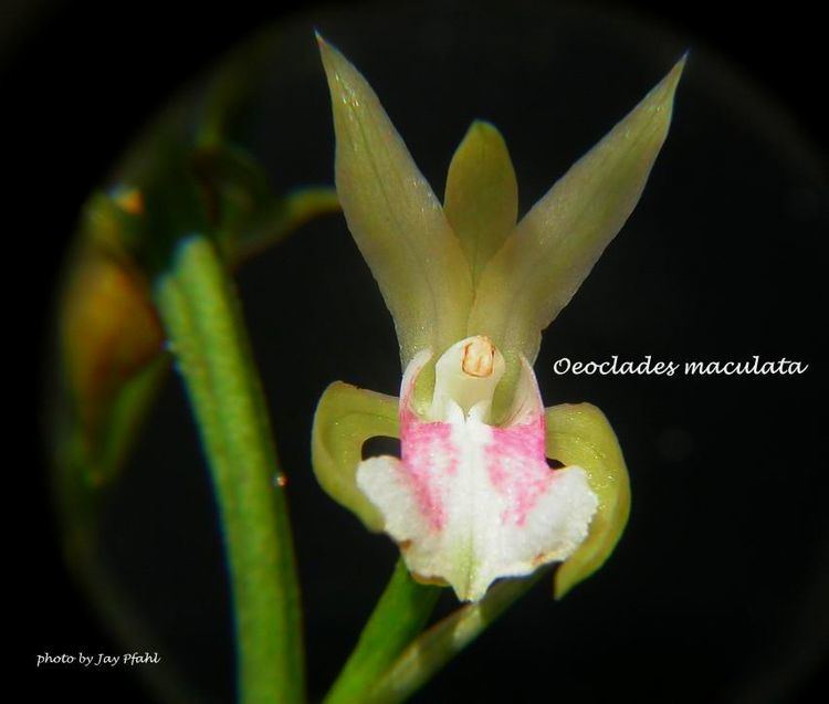 Oeceoclades maculata IOSPE PHOTOS