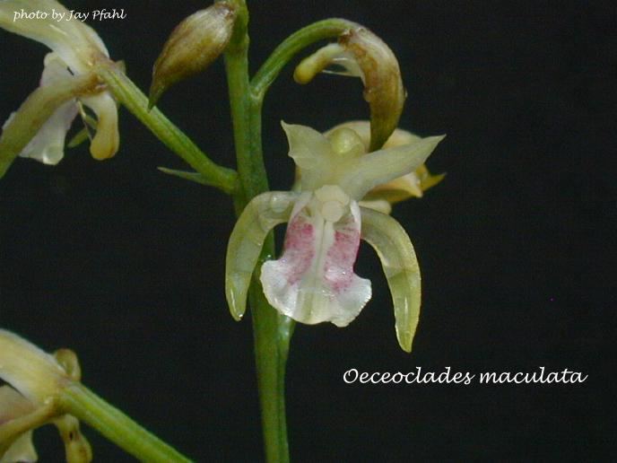 Oeceoclades maculata IOSPE PHOTOS