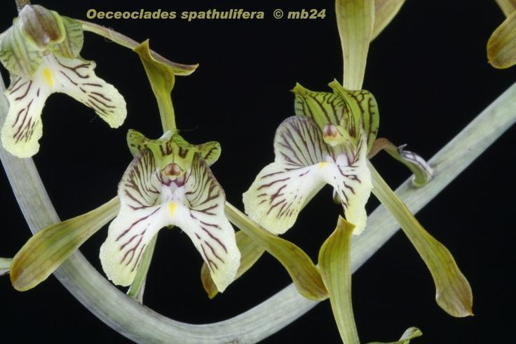 Oeceoclades spathulifera Oeceoclades spathulifera Flickr Photo Sharing Orchid Flowers