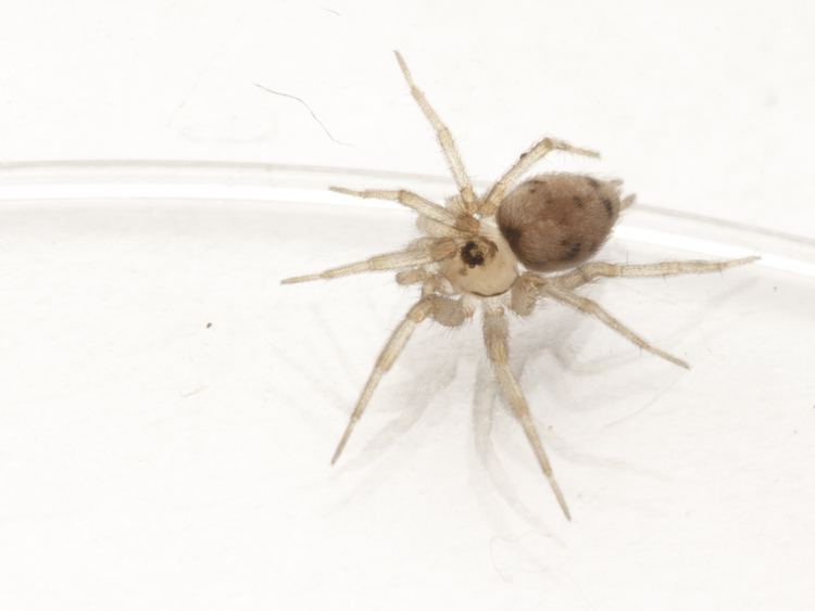 Oecobiidae Oecobiidae spiderbytes