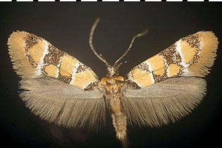 Oecophoridae Oecophoridae images