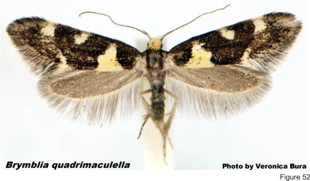 Oecophoridae Description of Families of LEPIDOPTERA