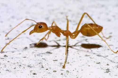 Oecophylla smaragdina ants