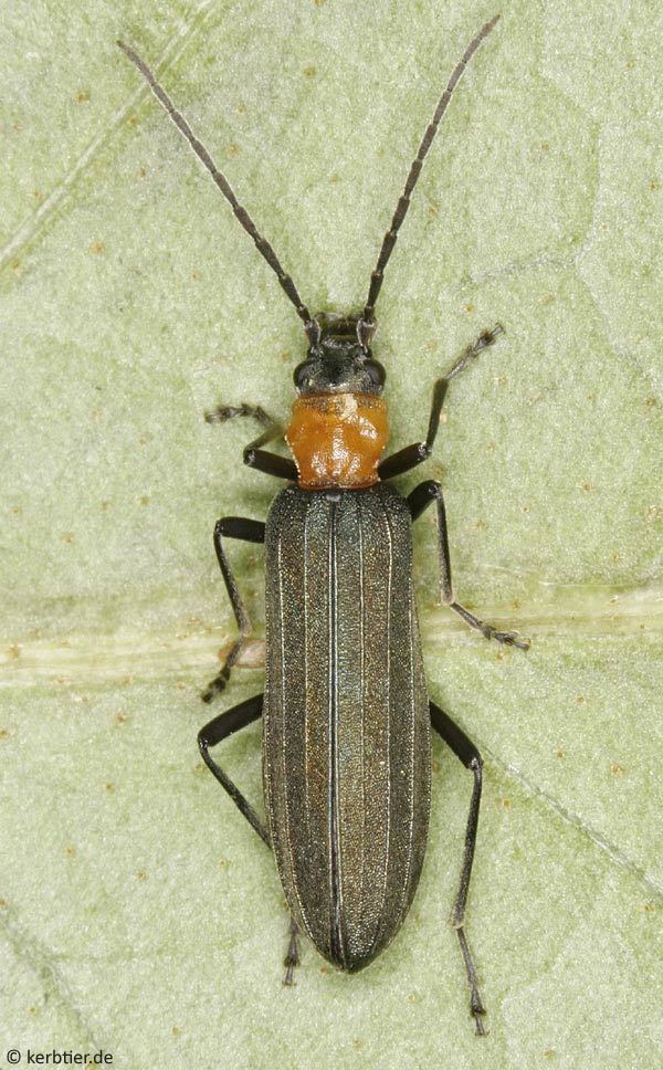 Oedemeridae Photo overview Oedemeridae false blister beetles of Germany