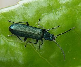Oedemeridae Oedemeridae False blister beetles NatureSpot
