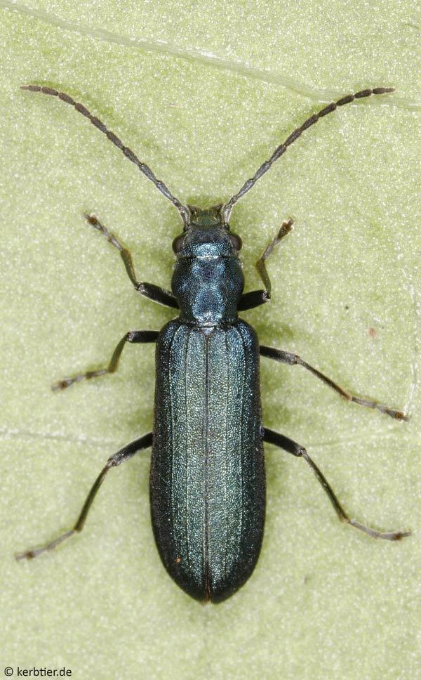 Oedemeridae Photo overview Oedemeridae false blister beetles of Germany