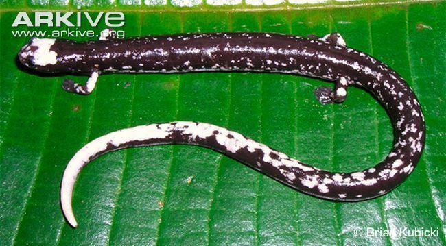 Oedipina Worm salamander videos photos and facts Oedipina carablanca ARKive