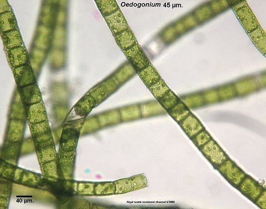 Oedogonium algalwebnetoed45bjpg