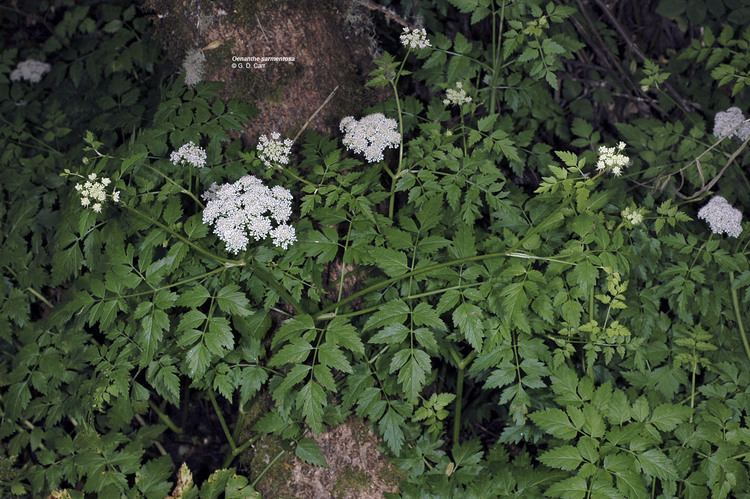 Oenanthe sarmentosa Oregon Flora Project