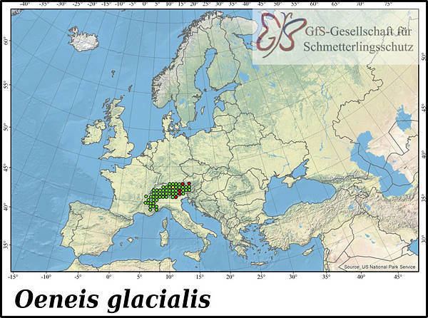 Oeneis glacialis Gletscherfalter Oeneis glacialis Deutschlands Natur