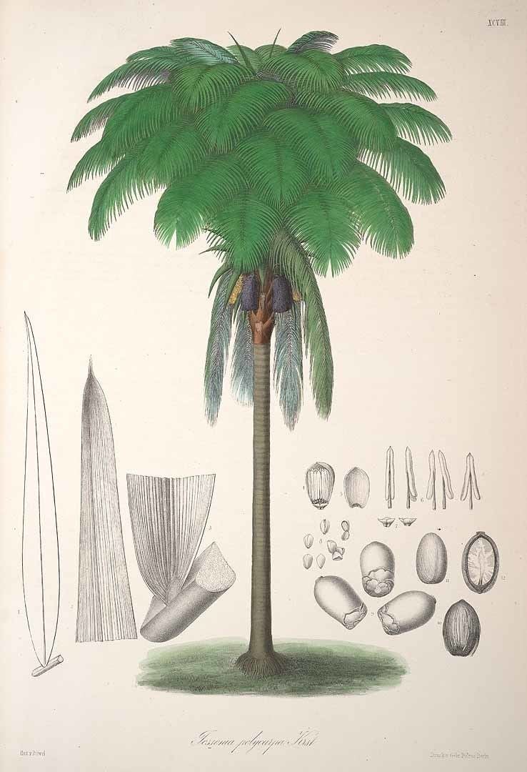 Oenocarpus Oenocarpus bataua Wikipedia