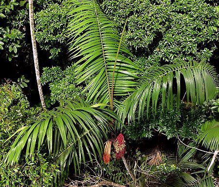 Oenocarpus Oenocarpus mapora Palmpedia Palm Grower39s Guide