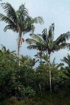 Oenocarpus Oenocarpus bataua Palmpedia Palm Grower39s Guide