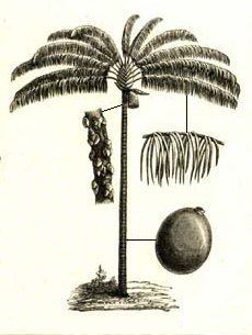 Oenocarpus httpsuploadwikimediaorgwikipediacommons11
