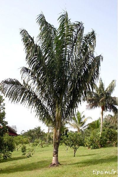 Oenocarpus bacaba Oenocarpus bacaba Images Useful Tropical Plants