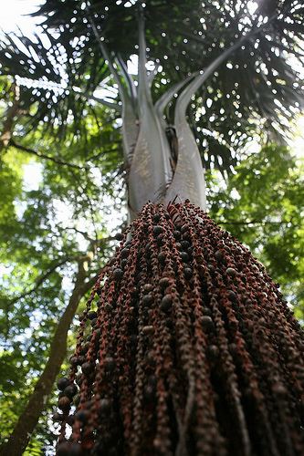 Oenocarpus bacaba Flickriver Photoset 39Savanes de Cayenne Iracoubo39 by jardin