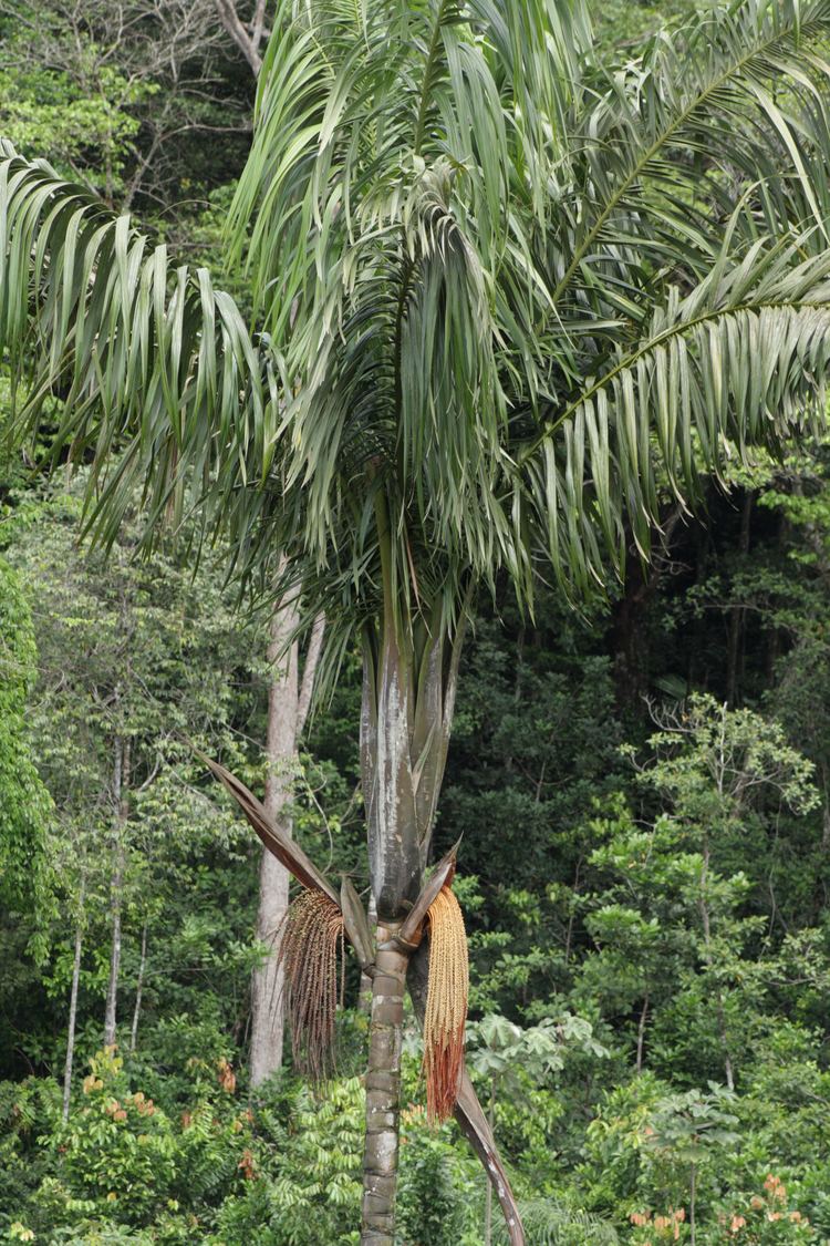 Oenocarpus bacaba palmworldorg Oenocarpus bacaba