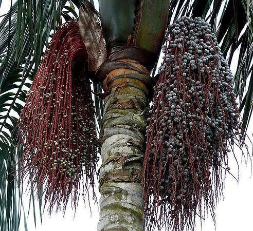 Oenocarpus bacaba Oenocarpus bacaba Palmpedia Palm Grower39s Guide