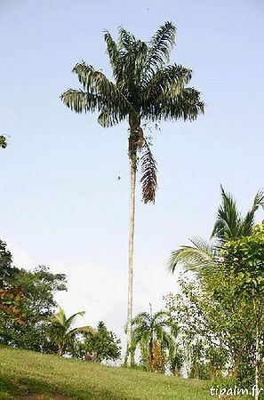 Oenocarpus bacaba wwwpalmpedianetwikiimagesthumb557Guyoenoc